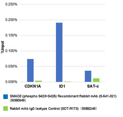 SMAD3 (phospho S423+S425) Recombinant Rabbit mAb (S-541-321)