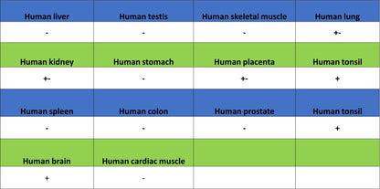 TREM2 Recombinant Rabbit mAb (S-5570)