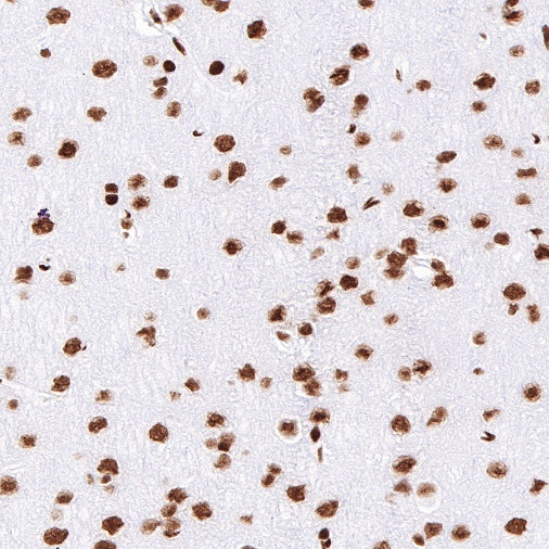 CREB Recombinant Rabbit mAb (S-747-60)