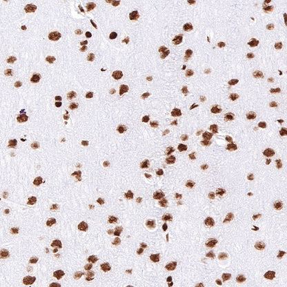CREB Recombinant Rabbit mAb (S-747-60)