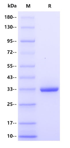Mycobacterium tuberculosis fbpA/Ag85A Protein, His Tag