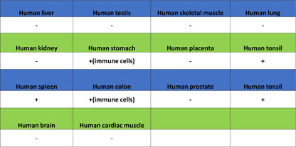 CD127 Recombinant Rabbit mAb (S-4826)