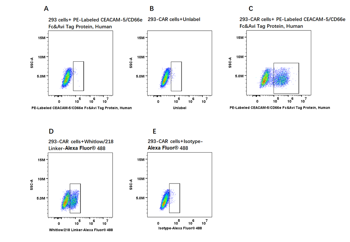 PE-Labeled CEACAM-5/CD66e Fc&Avi Tag Protein, Human
