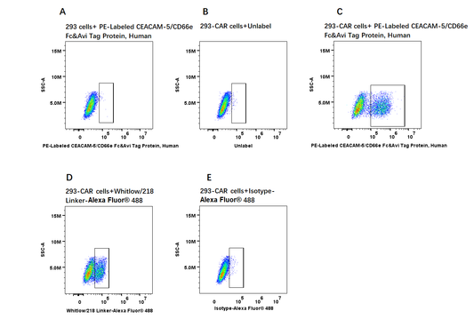 PE-Labeled CEACAM-5/CD66e Fc&Avi Tag Protein, Human
