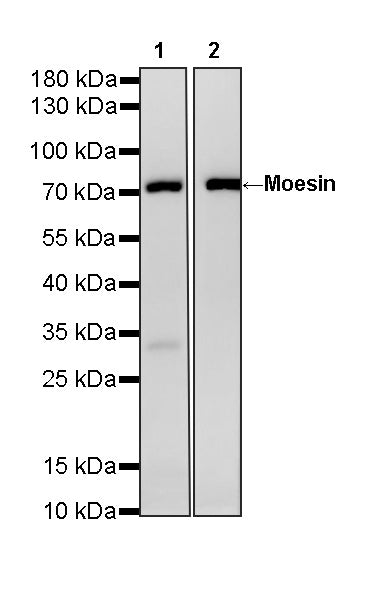 Moesin Rabbit Polyclonal Antibody