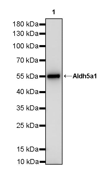 Aldh5a1 Recombinant Rabbit mAb (S-4135-76)