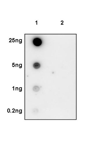 Phospho-CaMKII (Thr286) Recombinant Rabbit mAb (S-1251-278)