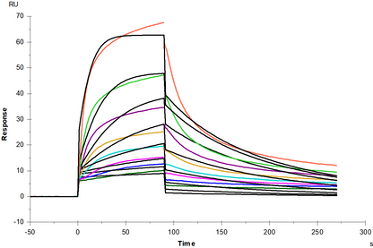 NGFR/TNFRSF16 Fc Chimera Protein, Human