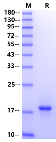 SCF Protein, Mouse