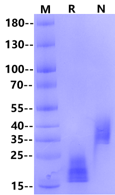M-CSF Protein, Mouse