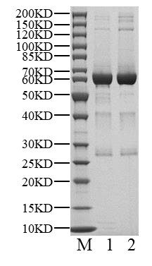 TGFBR2 His&GST&Strep II Tag Protein, Human