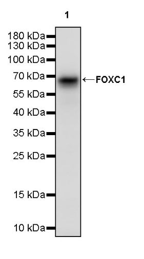 FOXC1 Recombinant Rabbit mAb (S-1607-142)