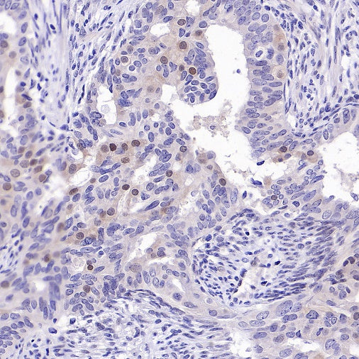 MYG1 Recombinant Rabbit mAb (S-2248-25)