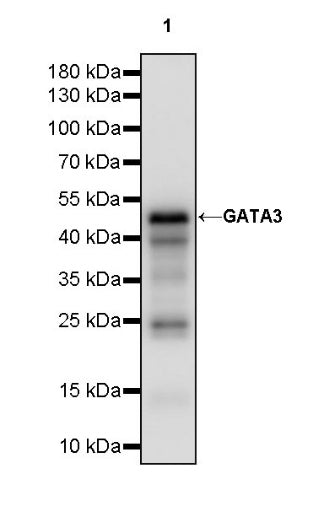 GATA3 Recombinant Mouse mAb (SDT-3180)