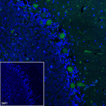 Parvalbumin Recombinant Rabbit mAb (S-1620-10)
