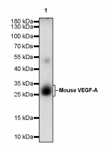 Invivo anti-Mouse VEGF-A Recombinant mAb