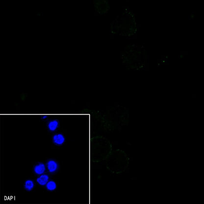 MLKL Recombinant Rat mAb (SDT-R195)