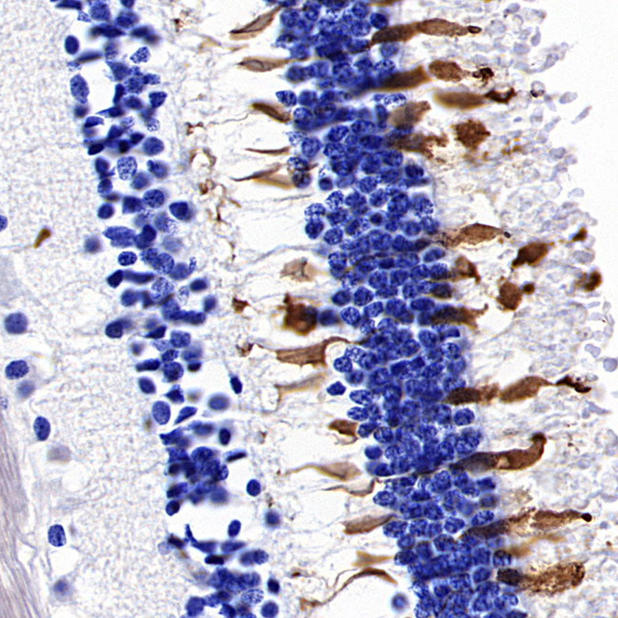 ARR3 Recombinant Rabbit mAb (S-3290-27)