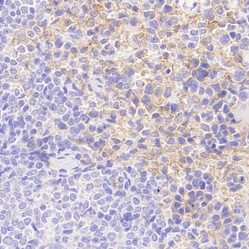 F4/80 Recombinant Rat mAb (S-942-1)