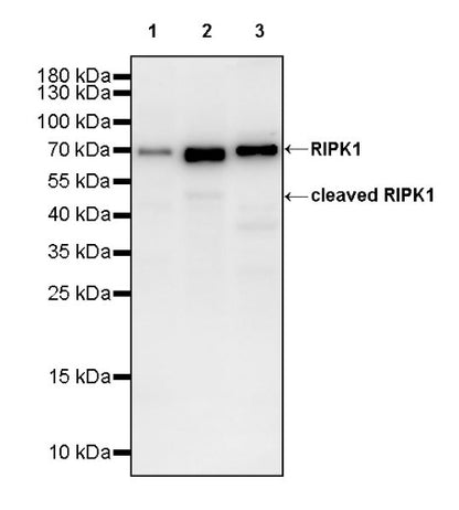 RIPK1 Rabbit Polyclonal Antibody