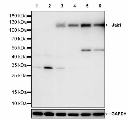 Jak1 Recombinant Rabbit mAb (S-4201)