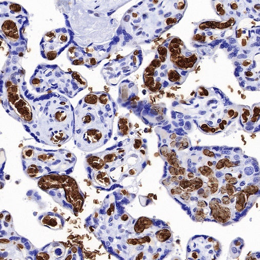 CD235a/Glycophorin A Recombinant Rabbit mAb (SDT-R279)
