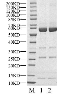 PIM3 GST Tag Protein, Human