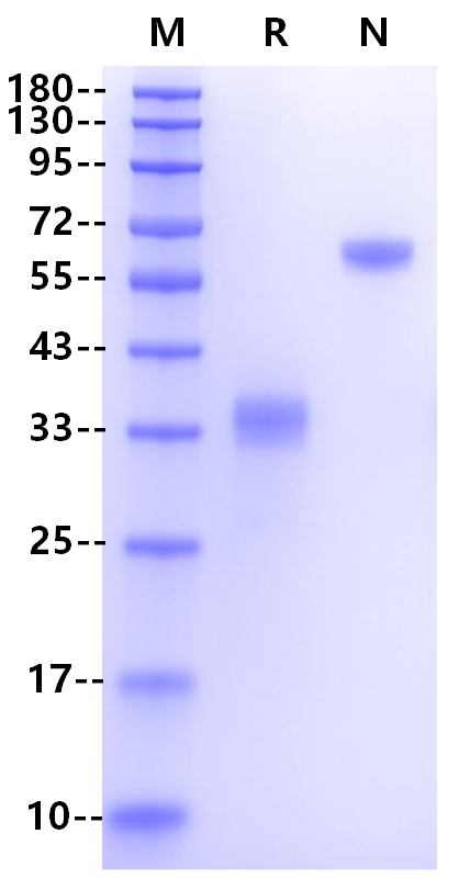 IgG2b Fc (Glu97-Lys335) Protein, Mouse