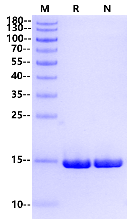 FGF-basic(154aa) Heat Stable Protein, Human