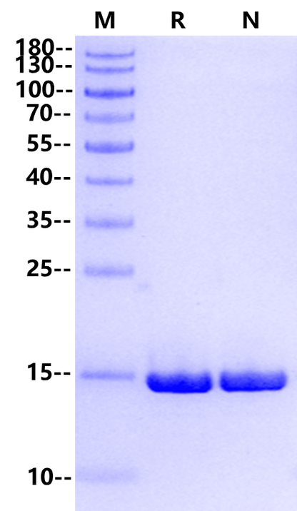 FGF-basic(154aa) Heat Stable Protein, Human