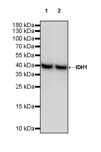 IDH1 Recombinant Rabbit mAb (S-792-16)
