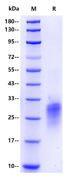 Human PlGF Protein, His Tag