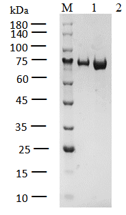 DDR2 Protein