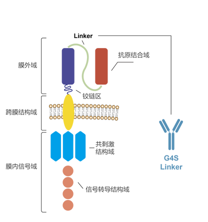 G4S Linker Recombinant Rabbit mAb (PE Conjugate) (S-711-23)