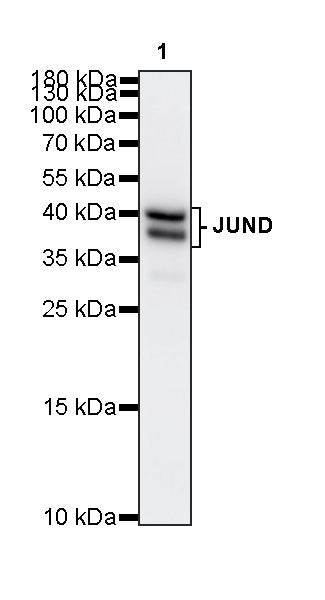 JUND Recombinant Rabbit mAb (S-4270-48)