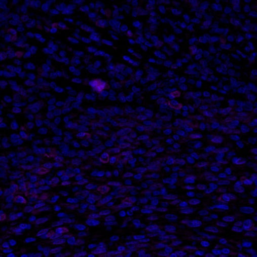 TIM-3 Recombinant Rabbit mAb (Alexa Fluor® 700 Conjugate) (S-1450-21)