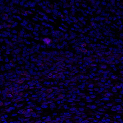 TIM-3 Recombinant Rabbit mAb (Alexa Fluor® 700 Conjugate) (S-1450-21)