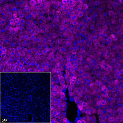 FASN Recombinant Rabbit mAb (Alexa Fluor® 647 Conjugate) (S-682-32)
