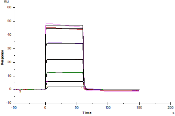 Angiopoietin-2(275-496) His Tag Protein, Human