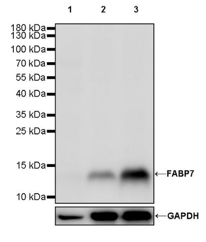 FABP7 Recombinant Rabbit mAb (S-762-114)