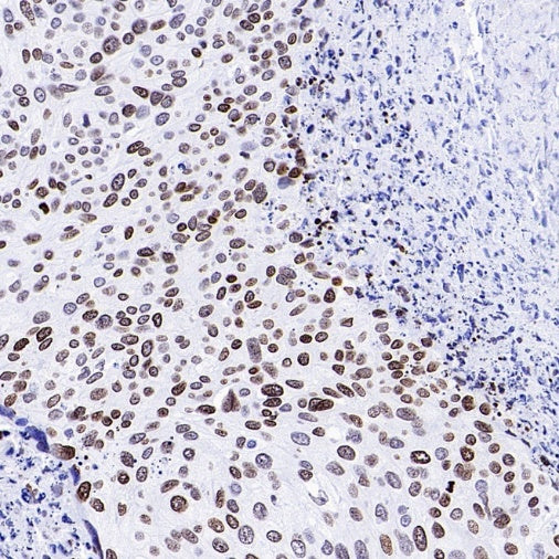 Histone H3 (acetyl K23) Recombinant Rabbit mAb (S-3321-202)