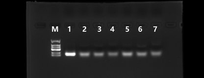 RNase Ⅲ