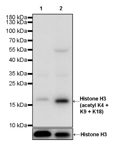 Histone H3 (acetyl K4 + K9 + K18) Rabbit polyclonal antibody