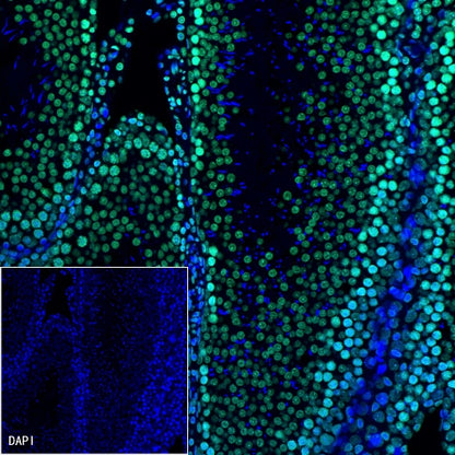 Histone H3 Recombinant Rabbit mAb (Alexa Fluor® 488 Conjugate) (S-266-44)