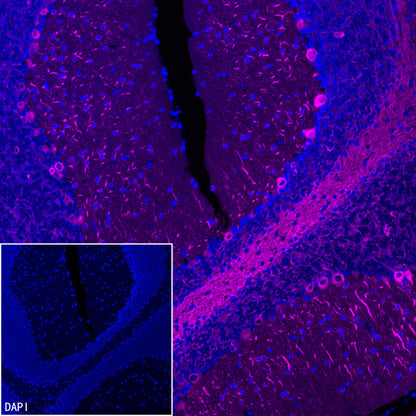 Beta III tubulin Recombinant Rabbit mAb (Alexa Fluor® 647 Conjugate) (SDT-251-28)