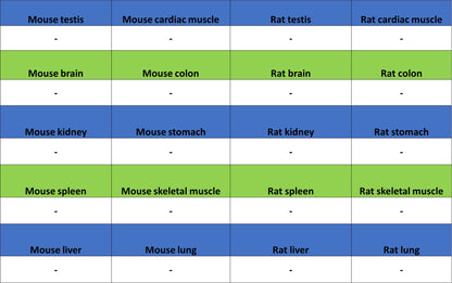 BRN3A Recombinant Rabbit mAb (S-3253-25)