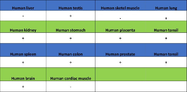 p27 Kip1 Recombinant Rabbit mAb (SDT-361-324)