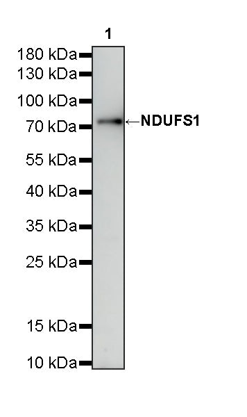 NDUFS1 Mouse mAb