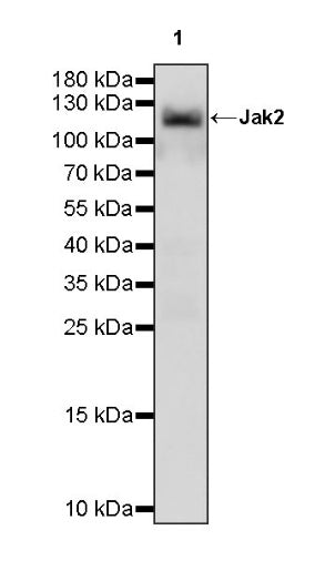 Jak2 Recombinant Rabbit mAb (S-1316-5)