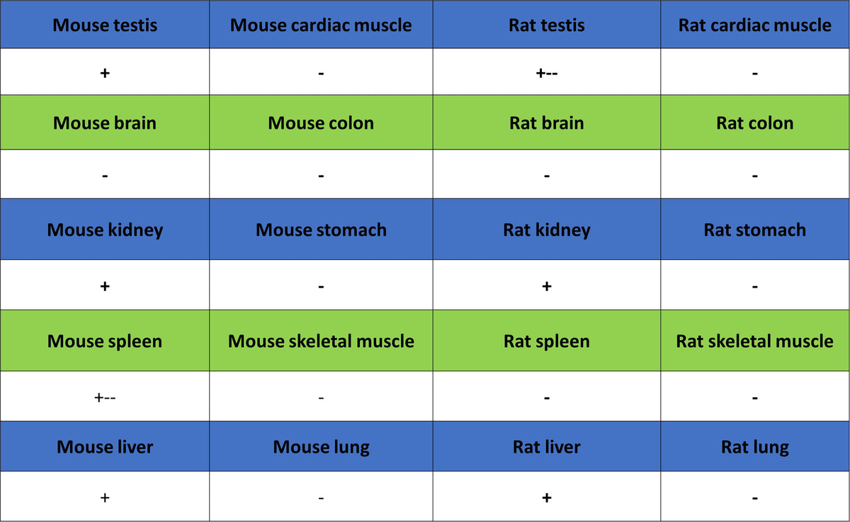 Galactosylceramidase Recombinant Rabbit mAb (S-3402-17)